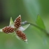 Field pansy - Viola arvensis | Fotografijos autorius : Agnė Našlėnienė | © Macronature.eu | Macro photography web site