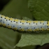 Figure of Eight - Diloba caeruleocephala, caterpillar | Fotografijos autorius : Žilvinas Pūtys | © Macronature.eu | Macro photography web site