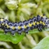 Figure of Eight - Diloba caeruleocephala, caterpillar | Fotografijos autorius : Kazimieras Martinaitis | © Macronature.eu | Macro photography web site