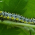 Figure of Eight - Diloba caeruleocephala, caterpillar | Fotografijos autorius : Romas Ferenca | © Macronature.eu | Macro photography web site