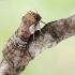 Baltadėmis pūkanugaris - Tethea ocularis | Fotografijos autorius : Arūnas Eismantas | © Macronature.eu | Macro photography web site