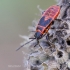 Firebug | Pyrrhocoris apterus, nymph | Fotografijos autorius : Darius Baužys | © Macronature.eu | Macro photography web site