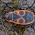 Firebug - Pyrrhocoris apterus | Fotografijos autorius : Žilvinas Pūtys | © Macronature.eu | Macro photography web site