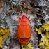 Firebug - Pyrrhocoris apterus | Fotografijos autorius : Zita Gasiūnaitė | © Macronature.eu | Macro photography web site