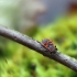 Firebug - Pyrrhocoris apterus | Fotografijos autorius : Vidas Brazauskas | © Macronature.eu | Macro photography web site