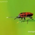 Firebug - Pyrrhocoris apterus | Fotografijos autorius : Darius Baužys | © Macronature.eu | Macro photography web site