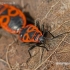 Firebug - Pyrrhocoris apterus | Fotografijos autorius : Darius Baužys | © Macronature.eu | Macro photography web site