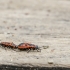 Firebug are mating | Pyrrhocoris apterus | Fotografijos autorius : Darius Baužys | © Macronature.eu | Macro photography web site
