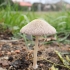 Firerug inkcap - Coprinellus domesticus | Fotografijos autorius : Vitalij Drozdov | © Macronature.eu | Macro photography web site