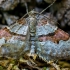 Rausvajuostė cidarija - Xanthorhoe designata  | Fotografijos autorius : Oskaras Venckus | © Macronature.eu | Macro photography web site