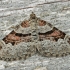 Rausvajuostė cidarija - Xanthorhoe designata | Fotografijos autorius : Gintautas Steiblys | © Macronature.eu | Macro photography web site