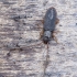 Flat bark beetle - Uleiota planata  | Fotografijos autorius : Kazimieras Martinaitis | © Macronature.eu | Macro photography web site