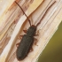 Flat bark beetle - Uleiota planata | Fotografijos autorius : Vidas Brazauskas | © Macronature.eu | Macro photography web site