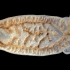 Flatworm - Polystoma integerrimum | Fotografijos autorius : Žilvinas Pūtys | © Macronature.eu | Macro photography web site