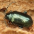 Flea Beetle - Altica sp. | Fotografijos autorius : Vidas Brazauskas | © Macronature.eu | Macro photography web site