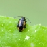 Flea Beetle - Phyllotreta tetrastigma | Fotografijos autorius : Kazimieras Martinaitis | © Macronature.eu | Macro photography web site