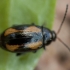 Flea Beetle - Phyllotreta tetrastigma | Fotografijos autorius : Žilvinas Pūtys | © Macronature.eu | Macro photography web site