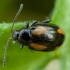 Flea Beetle - Phyllotreta tetrastigma | Fotografijos autorius : Žilvinas Pūtys | © Macronature.eu | Macro photography web site