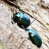 Flea Beetle - Altica sp. | Fotografijos autorius : Kazimieras Martinaitis | © Macronature.eu | Macro photography web site