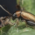 Flea beetle - Longitarsus sp. | Fotografijos autorius : Gintautas Steiblys | © Macronature.eu | Macro photography web site