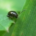 Flea beetle - Longitarsus sp. | Fotografijos autorius : Vidas Brazauskas | © Macronature.eu | Macro photography web site