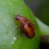 Flea beetle - Neocrepidodera transversa ♂ | Fotografijos autorius : Romas Ferenca | © Macronature.eu | Macro photography web site
