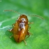 Flea beetle - Neocrepidodera transversa | Fotografijos autorius : Vidas Brazauskas | © Macronature.eu | Macro photography web site