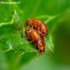 Flea beetle - Neocrepidodera transversa | Fotografijos autorius : Romas Ferenca | © Macronature.eu | Macro photography web site