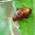 Flea beetle - Neocrepidodera transversa | Fotografijos autorius : Gintautas Steiblys | © Macronature.eu | Macro photography web site