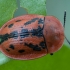 Fleabane tortoise beetle - Cassida murraea | Fotografijos autorius : Žilvinas Pūtys | © Macronature.eu | Macro photography web site