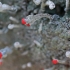 Flerko šiurė - Cladonia floerkeana | Fotografijos autorius : Vytautas Tamutis | © Macrogamta.lt | Šis tinklapis priklauso bendruomenei kuri domisi makro fotografija ir fotografuoja gyvąjį makro pasaulį.