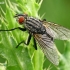 Flesh fly - Sarcophaga sp.  | Fotografijos autorius : Gintautas Steiblys | © Macronature.eu | Macro photography web site