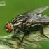 Flesh fly - Sarcophaga sp.  | Fotografijos autorius : Gintautas Steiblys | © Macronature.eu | Macro photography web site