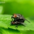 Flesh fly - Sarcophaga sp. | Fotografijos autorius : Romas Ferenca | © Macronature.eu | Macro photography web site