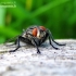 Flesh fly - Sarcophaga sp. | Fotografijos autorius : Rasa Gražulevičiūtė | © Macronature.eu | Macro photography web site