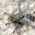 Flesh fly - Sarcophaga sp. | Fotografijos autorius : Darius Baužys | © Macronature.eu | Macro photography web site