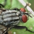 Flesh fly - Sarcophaga sp. | Fotografijos autorius : Vidas Brazauskas | © Macronature.eu | Macro photography web site