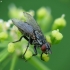 Flesh fly - Sarcophagidae | Fotografijos autorius : Vidas Brazauskas | © Macronature.eu | Macro photography web site