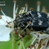 Flower Chafer - Valgus hemipterus ♂  | Fotografijos autorius : Gintautas Steiblys | © Macronature.eu | Macro photography web site