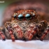 Flower Jumping Spider - Attulus floricola | Fotografijos autorius : Lukas Jonaitis | © Macronature.eu | Macro photography web site