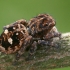 Flower Jumping Spider - Attulus floricola | Fotografijos autorius : Gintautas Steiblys | © Macronature.eu | Macro photography web site