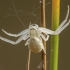 Flower crab spider - Misumena vatia ♀ | Fotografijos autorius : Žilvinas Pūtys | © Macronature.eu | Macro photography web site