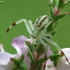 Flower crab spider - Misumena vatia, male | Fotografijos autorius : Vidas Brazauskas | © Macrogamta.lt | Šis tinklapis priklauso bendruomenei kuri domisi makro fotografija ir fotografuoja gyvąjį makro pasaulį.