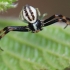 Flower crab spider - Misumena vatia, male | Fotografijos autorius : Arūnas Eismantas | © Macrogamta.lt | Šis tinklapis priklauso bendruomenei kuri domisi makro fotografija ir fotografuoja gyvąjį makro pasaulį.