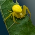 Flower crab spider - Misumena vatia | Fotografijos autorius : Mindaugas Leliunga | © Macrogamta.lt | Šis tinklapis priklauso bendruomenei kuri domisi makro fotografija ir fotografuoja gyvąjį makro pasaulį.