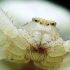 Flower crab spider - Misumena vatia | Fotografijos autorius : Vidas Brazauskas | © Macrogamta.lt | Šis tinklapis priklauso bendruomenei kuri domisi makro fotografija ir fotografuoja gyvąjį makro pasaulį.