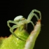Flower crab spider - Misumena vatia | Fotografijos autorius : Irenėjas Urbonavičius | © Macrogamta.lt | Šis tinklapis priklauso bendruomenei kuri domisi makro fotografija ir fotografuoja gyvąjį makro pasaulį.