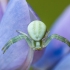 Flower crab spider - Misumena vatia | Fotografijos autorius : Žilvinas Pūtys | © Macrogamta.lt | Šis tinklapis priklauso bendruomenei kuri domisi makro fotografija ir fotografuoja gyvąjį makro pasaulį.