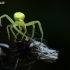 Flower crab spider - Misumena vatia | Fotografijos autorius : Gintautas Steiblys | © Macrogamta.lt | Šis tinklapis priklauso bendruomenei kuri domisi makro fotografija ir fotografuoja gyvąjį makro pasaulį.