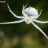 Flower crab spider - Misumena vatia | Fotografijos autorius : Oskaras Venckus | © Macrogamta.lt | Šis tinklapis priklauso bendruomenei kuri domisi makro fotografija ir fotografuoja gyvąjį makro pasaulį.